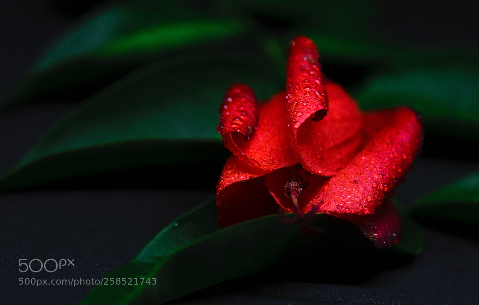 Nikon D5300 sample photo. Red flower - 2 photography