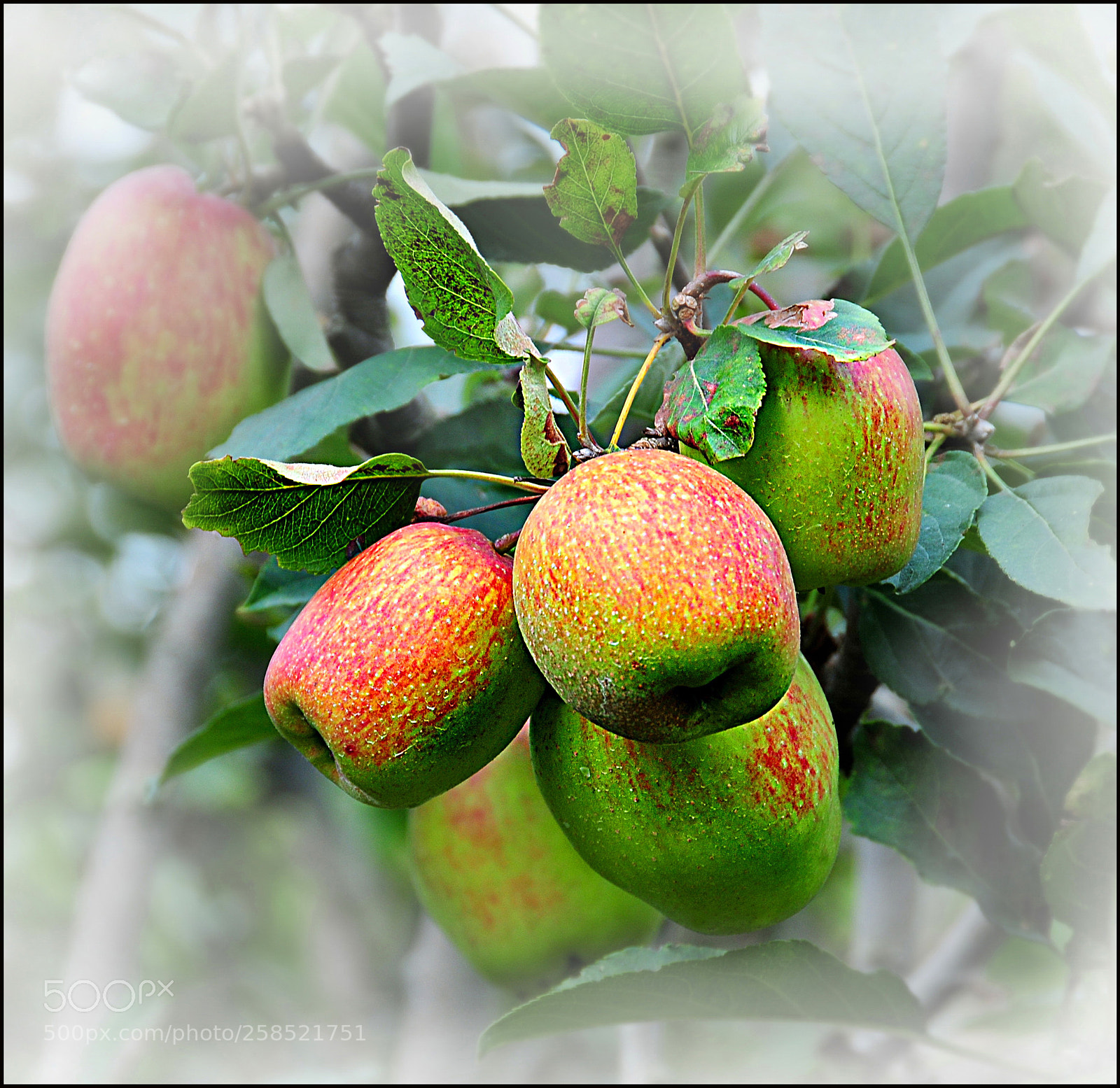 Nikon D300 sample photo. Apple from indonesia photography
