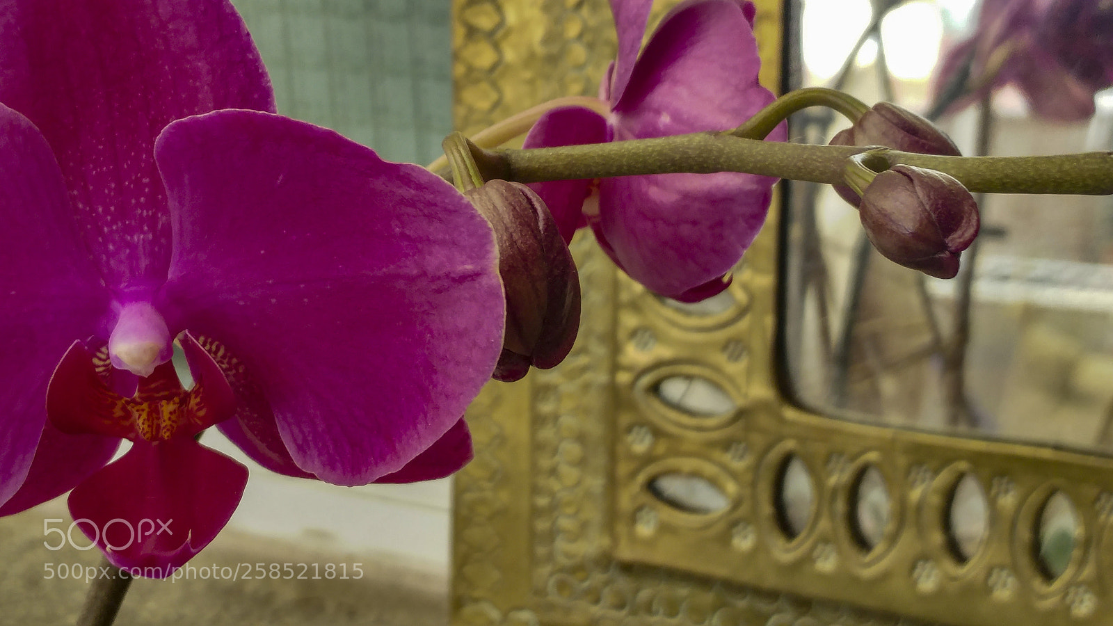 LG G5 sample photo. Fucsia natural photography