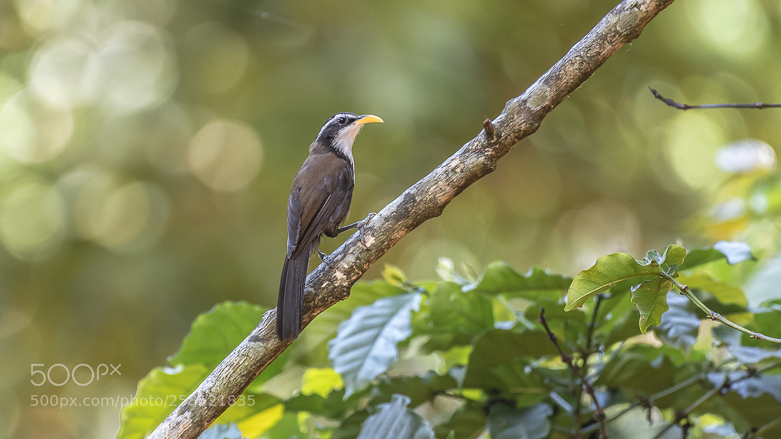 Nikon D750 sample photo. Scimitar babbler @ munnar photography