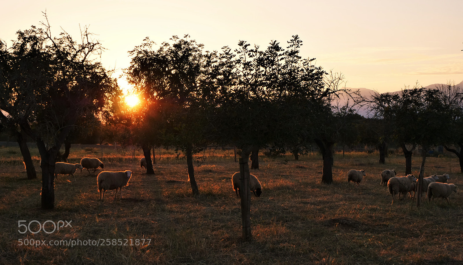 Panasonic Lumix DC-GH5 sample photo. Sheeps at sunset photography