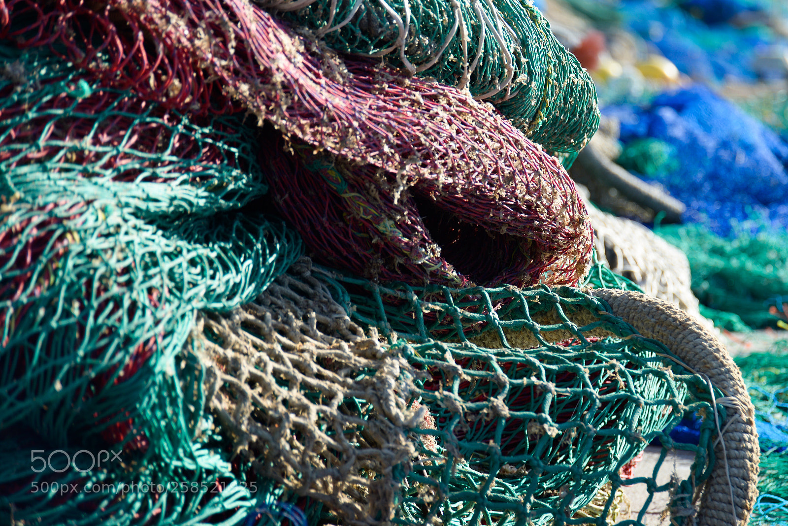Nikon D600 sample photo. Nets photography