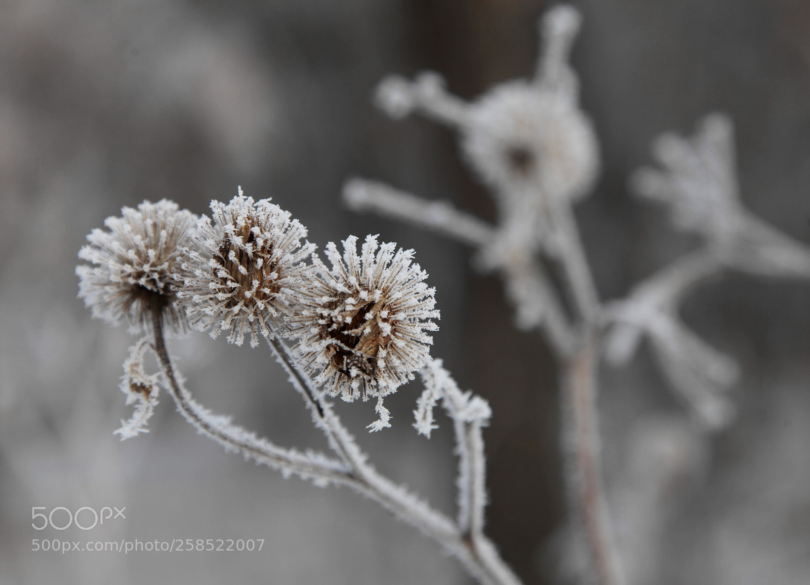 Canon EOS 5D Mark II sample photo. *** photography