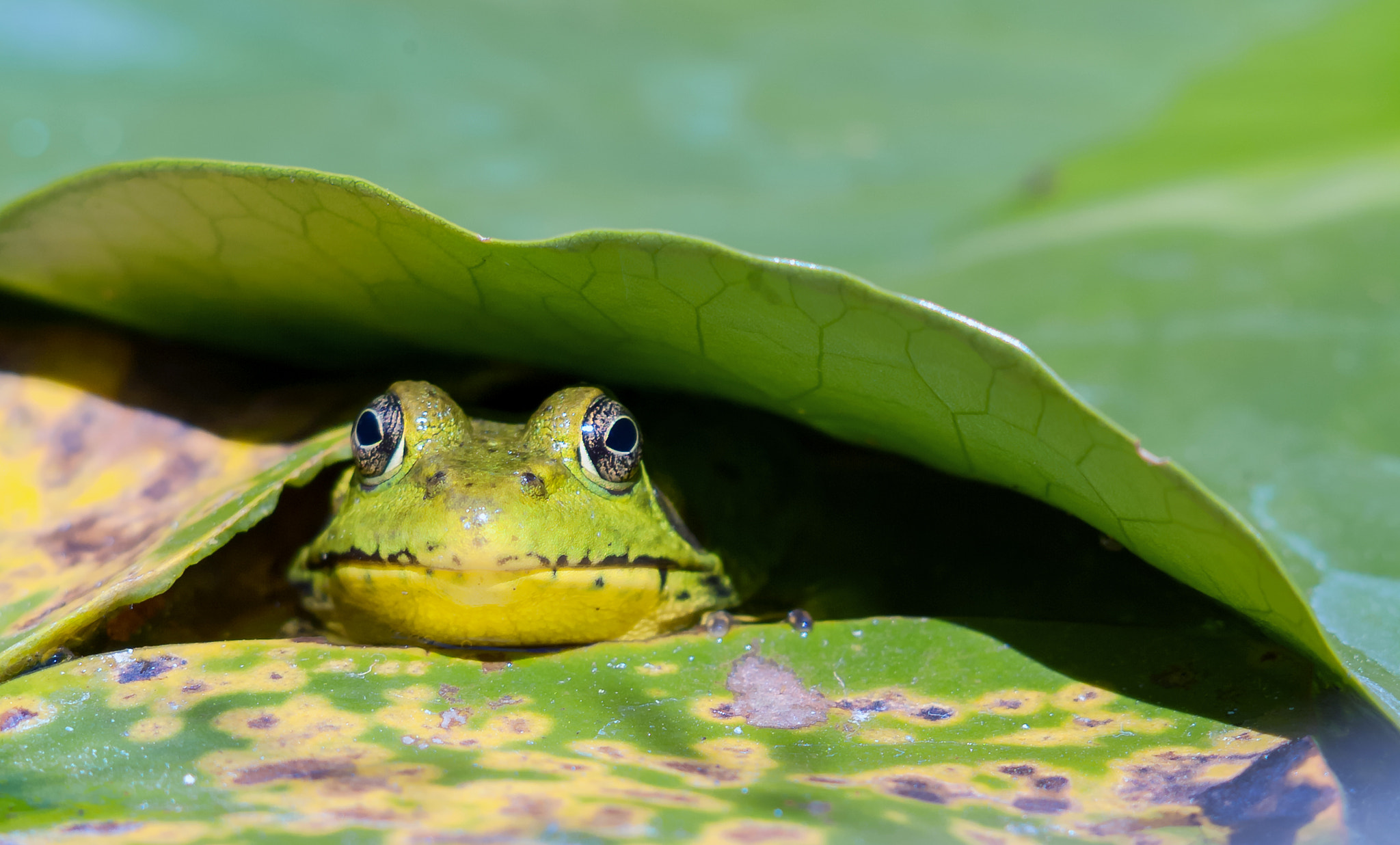 Fujifilm FinePix S2 Pro sample photo. Frog photography