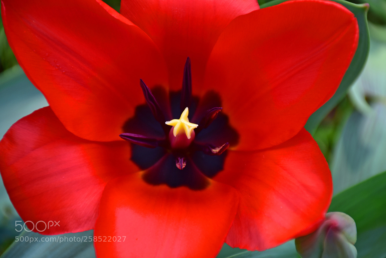 Nikon D7200 sample photo. Red invasion of spring photography