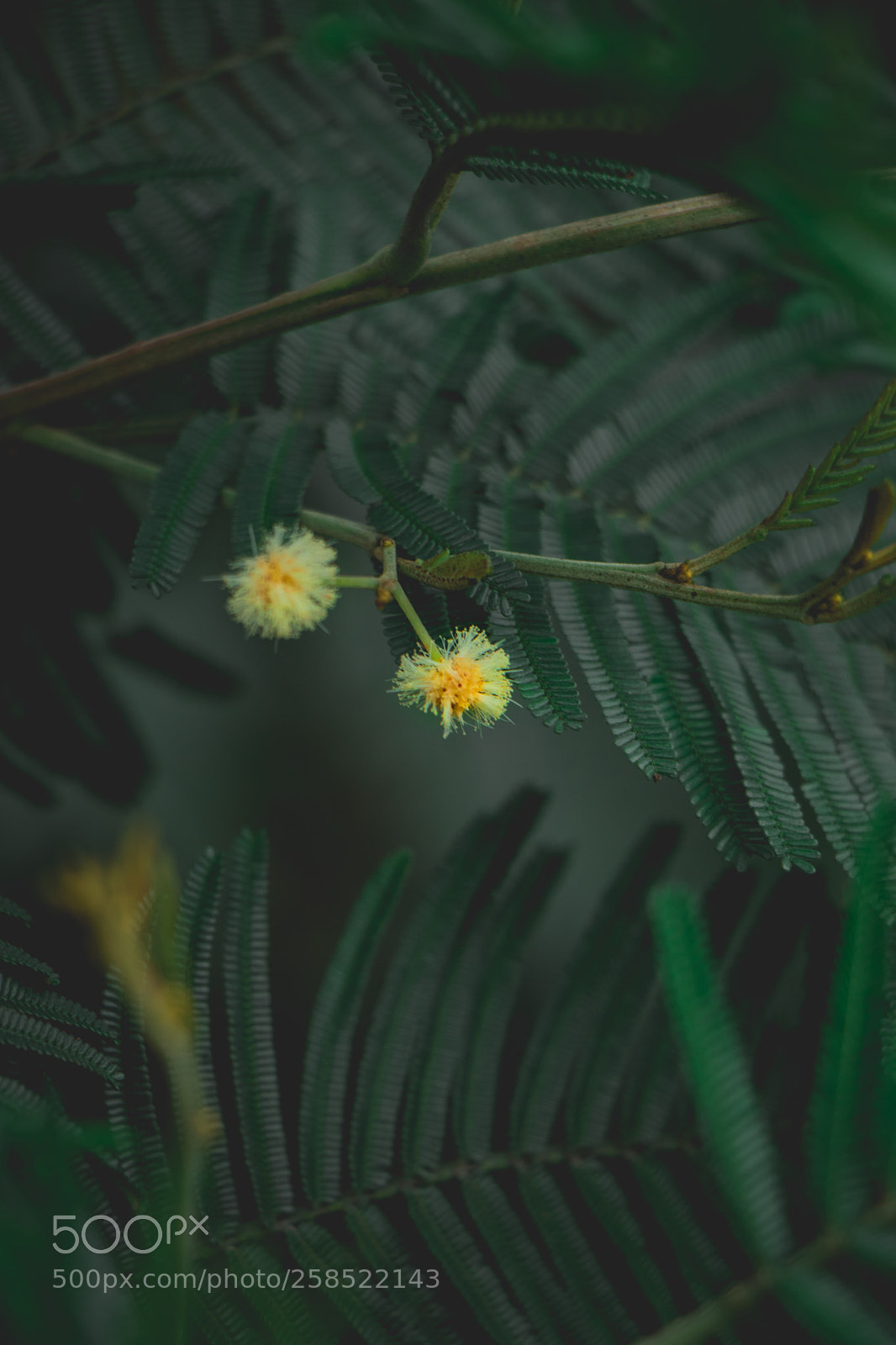 Canon EOS 80D sample photo. Moody photography