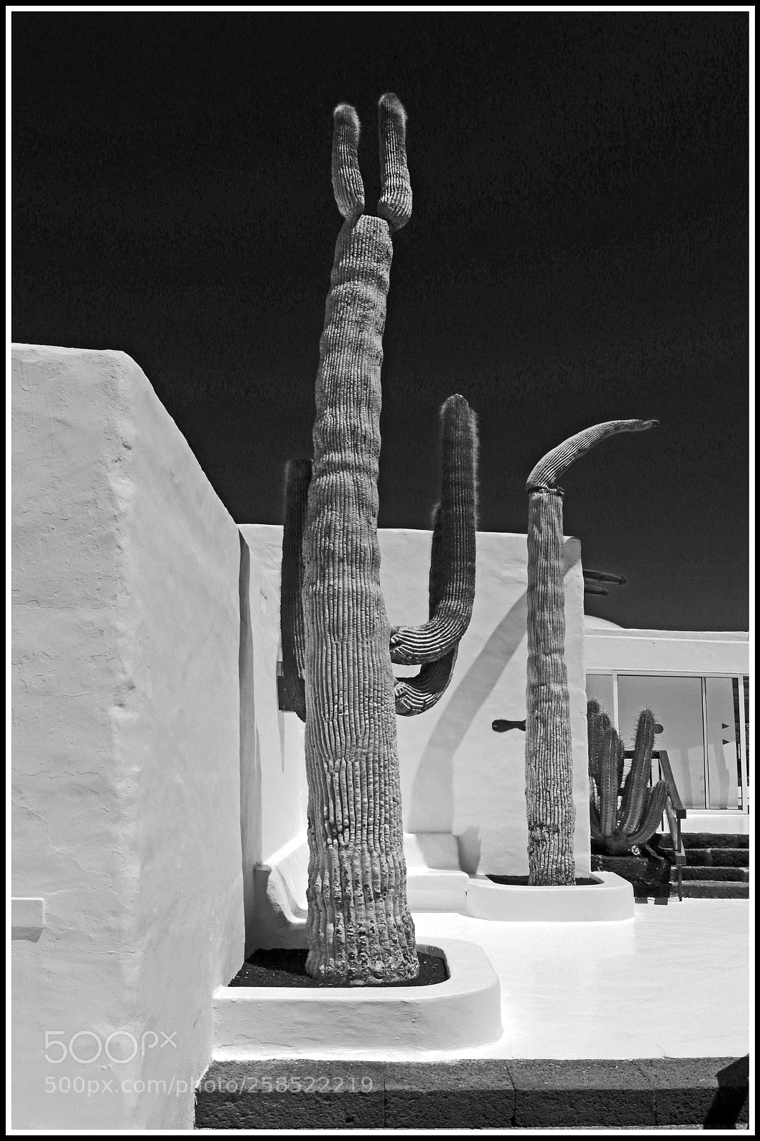 Canon EOS 6D sample photo. The house of cactus photography