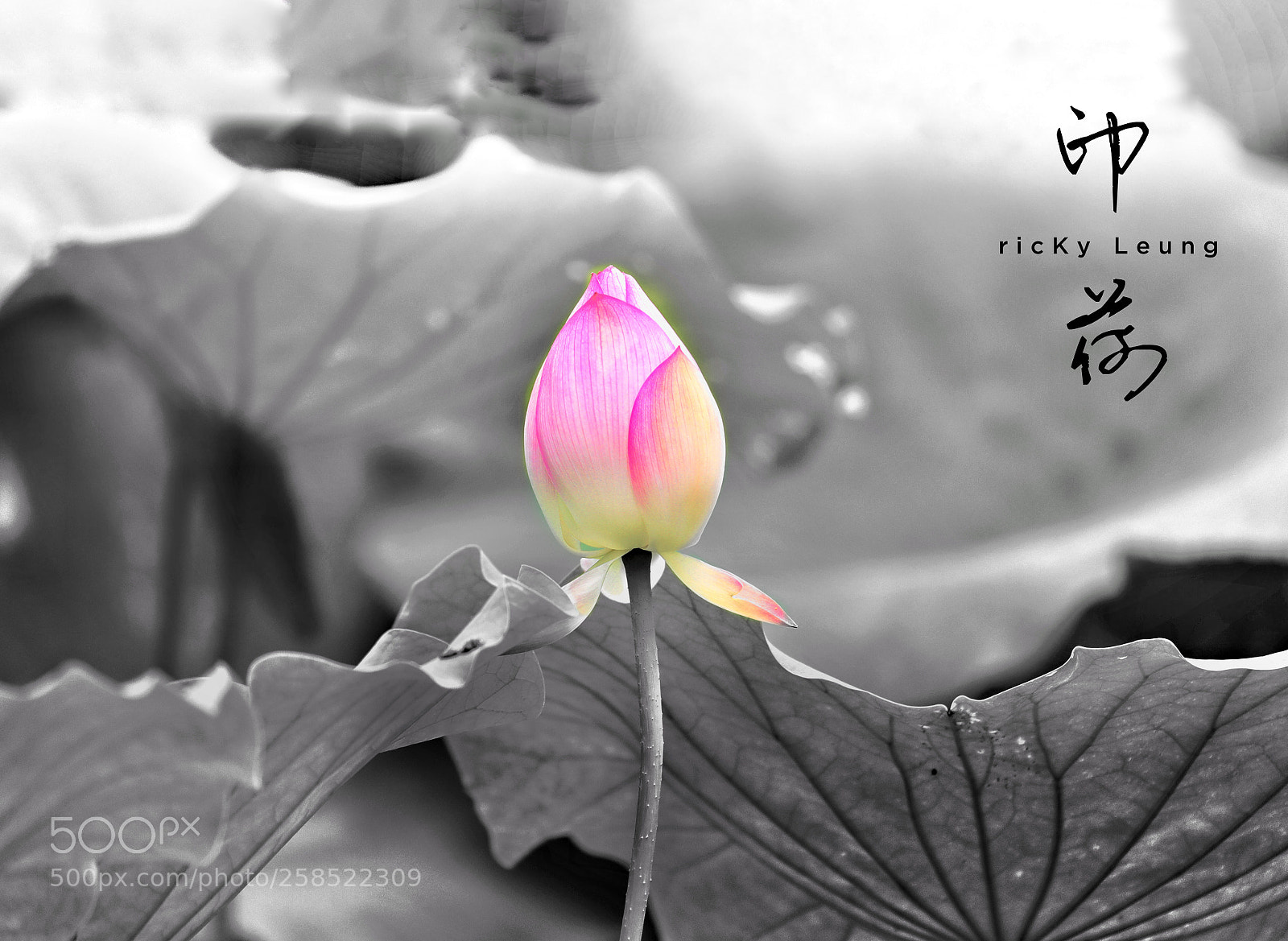 Canon EOS-1D X Mark II sample photo. Untitled photography