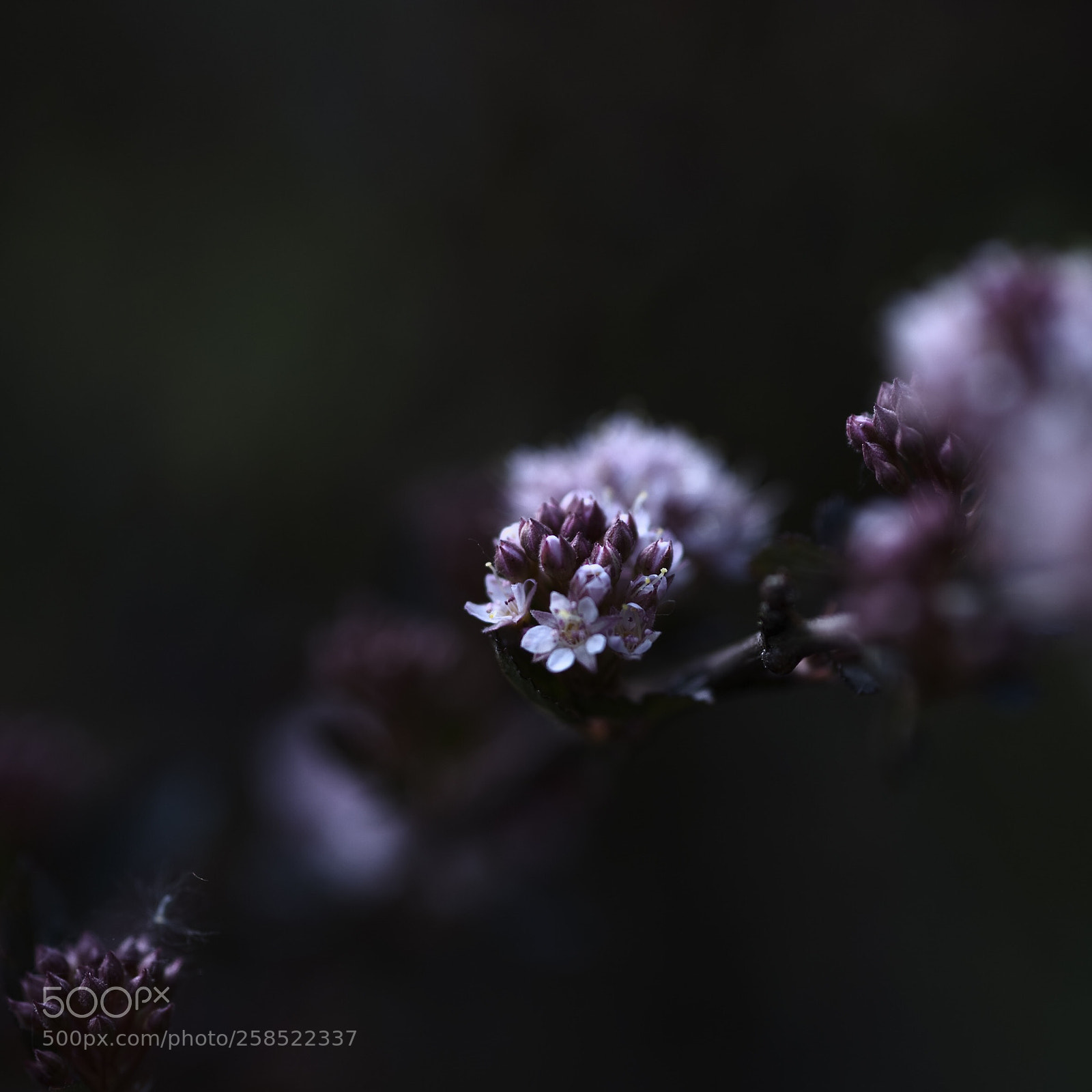 Nikon D3 sample photo. Onlycolors serie photography