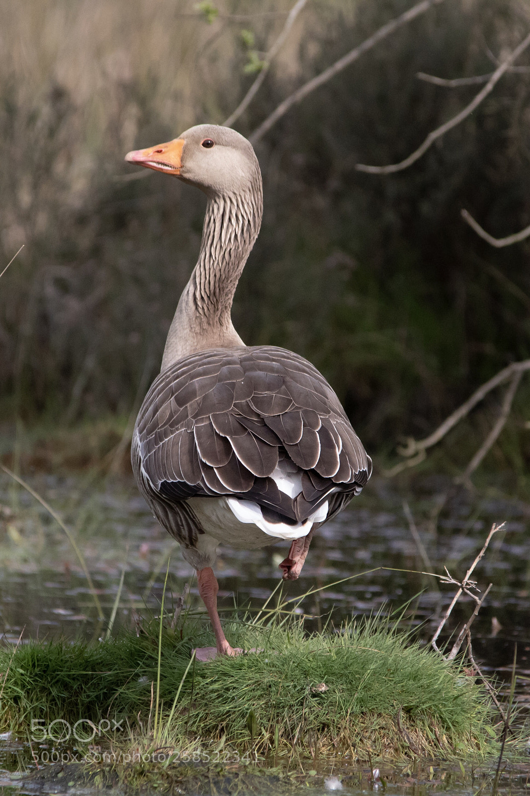 Canon EOS 1300D (EOS Rebel T6 / EOS Kiss X80) sample photo. Greylag goose photography
