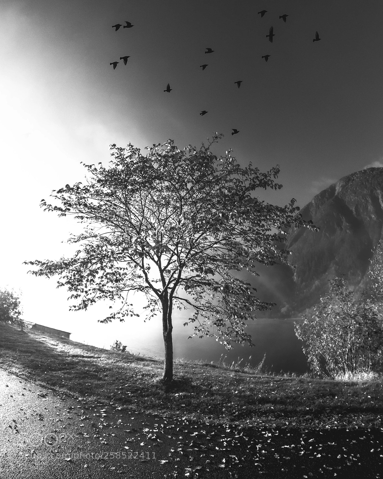 Olympus OM-D E-M1 Mark II sample photo. Foggy morning  photography