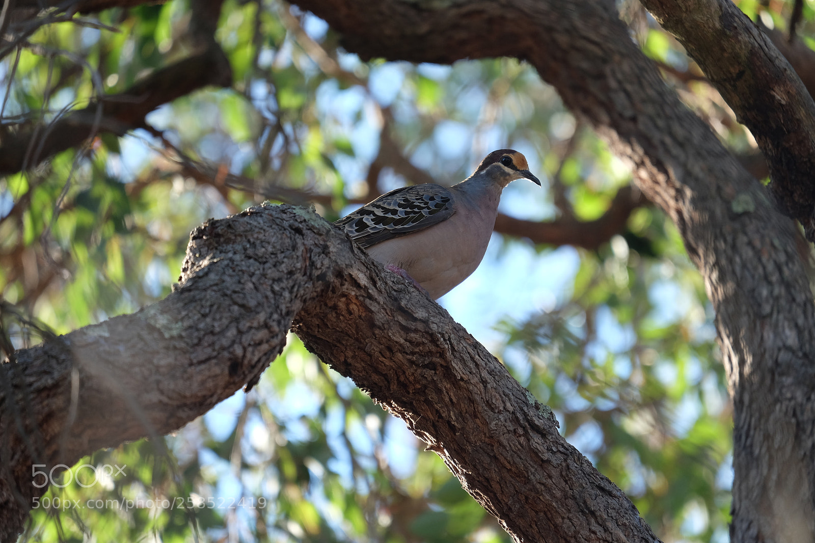 Fujifilm X-M1 sample photo. Australian dove photography