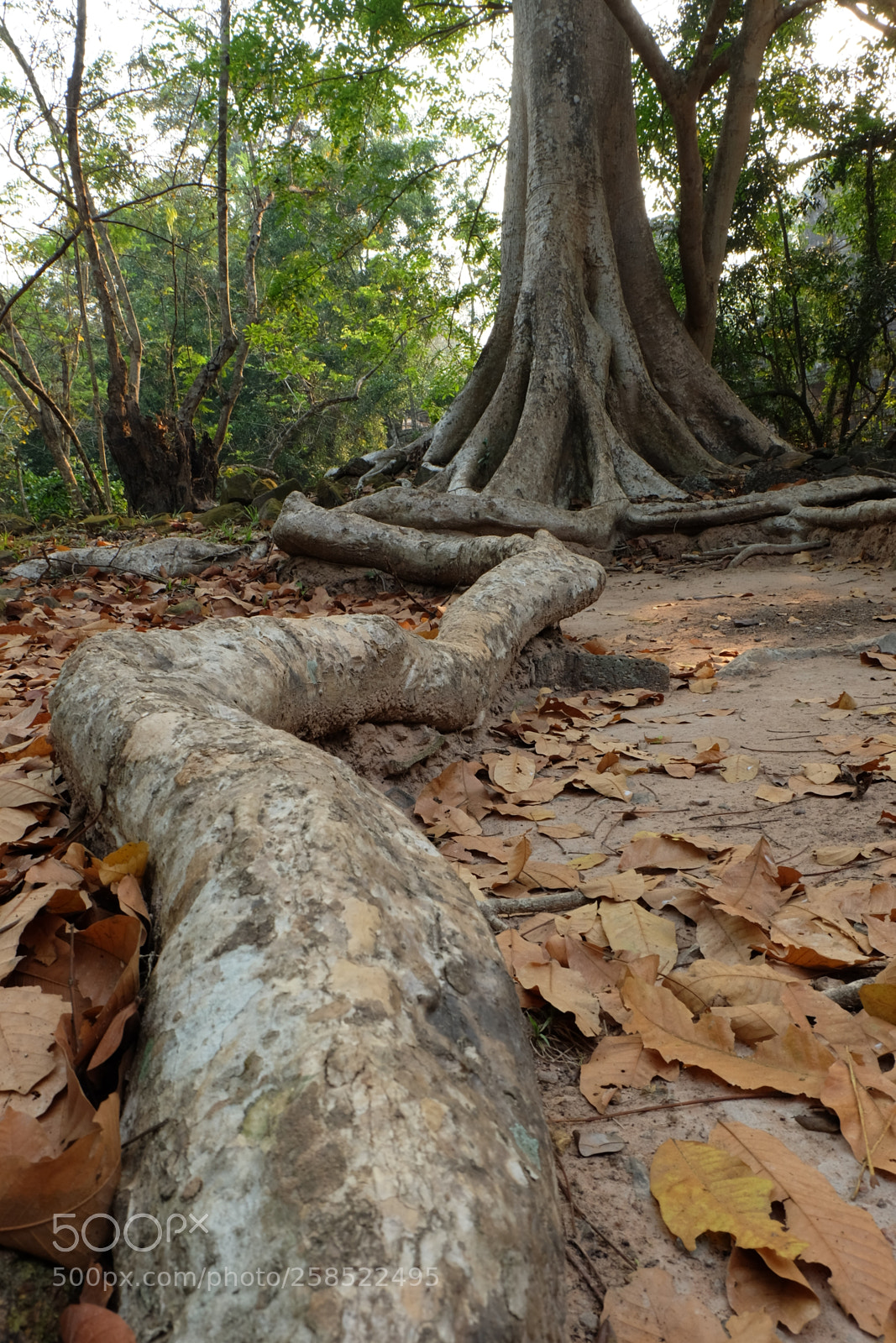 Fujifilm X-M1 sample photo. Follow your own path photography