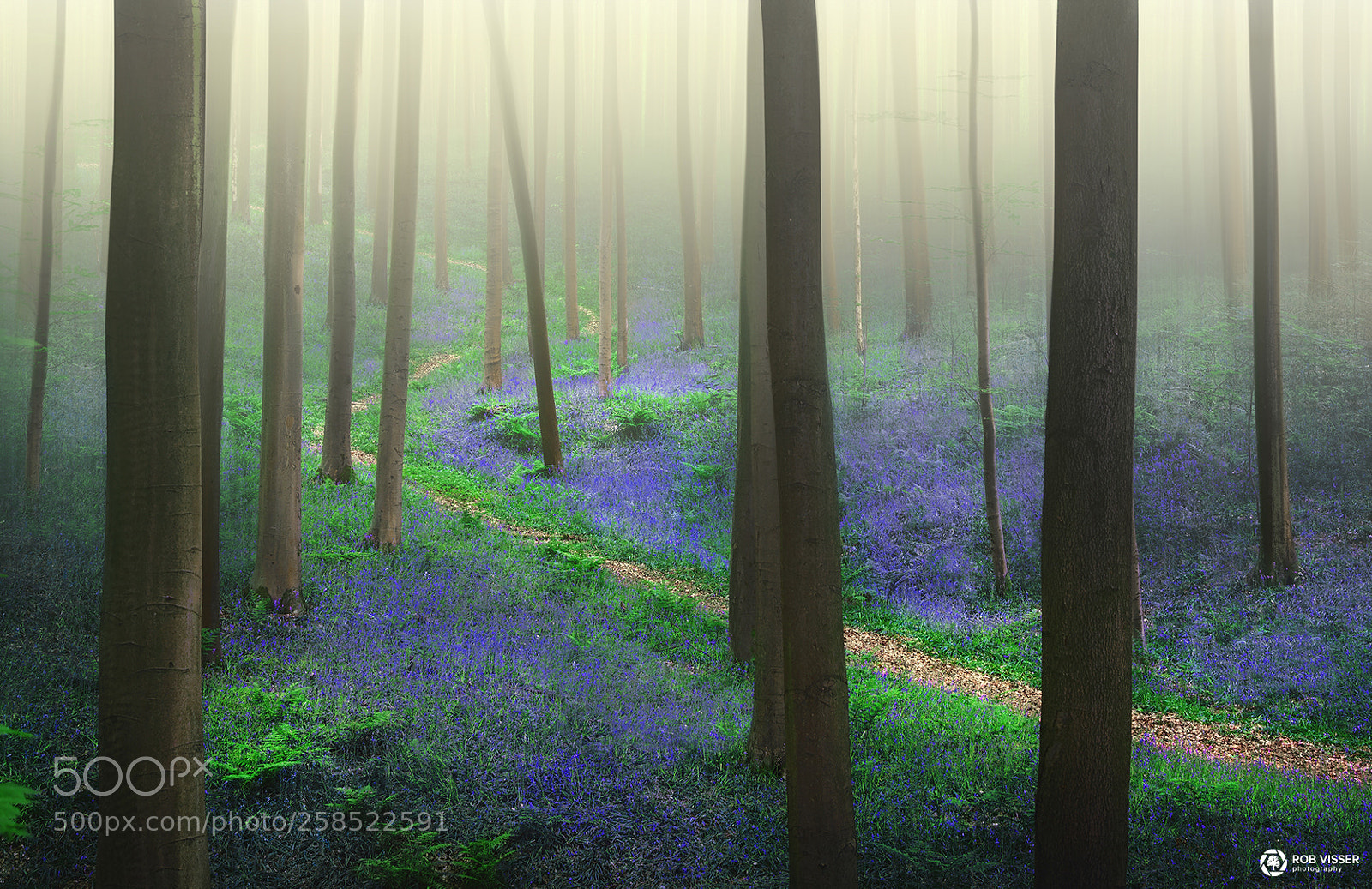 Nikon D5100 sample photo. Lost in bluebells photography