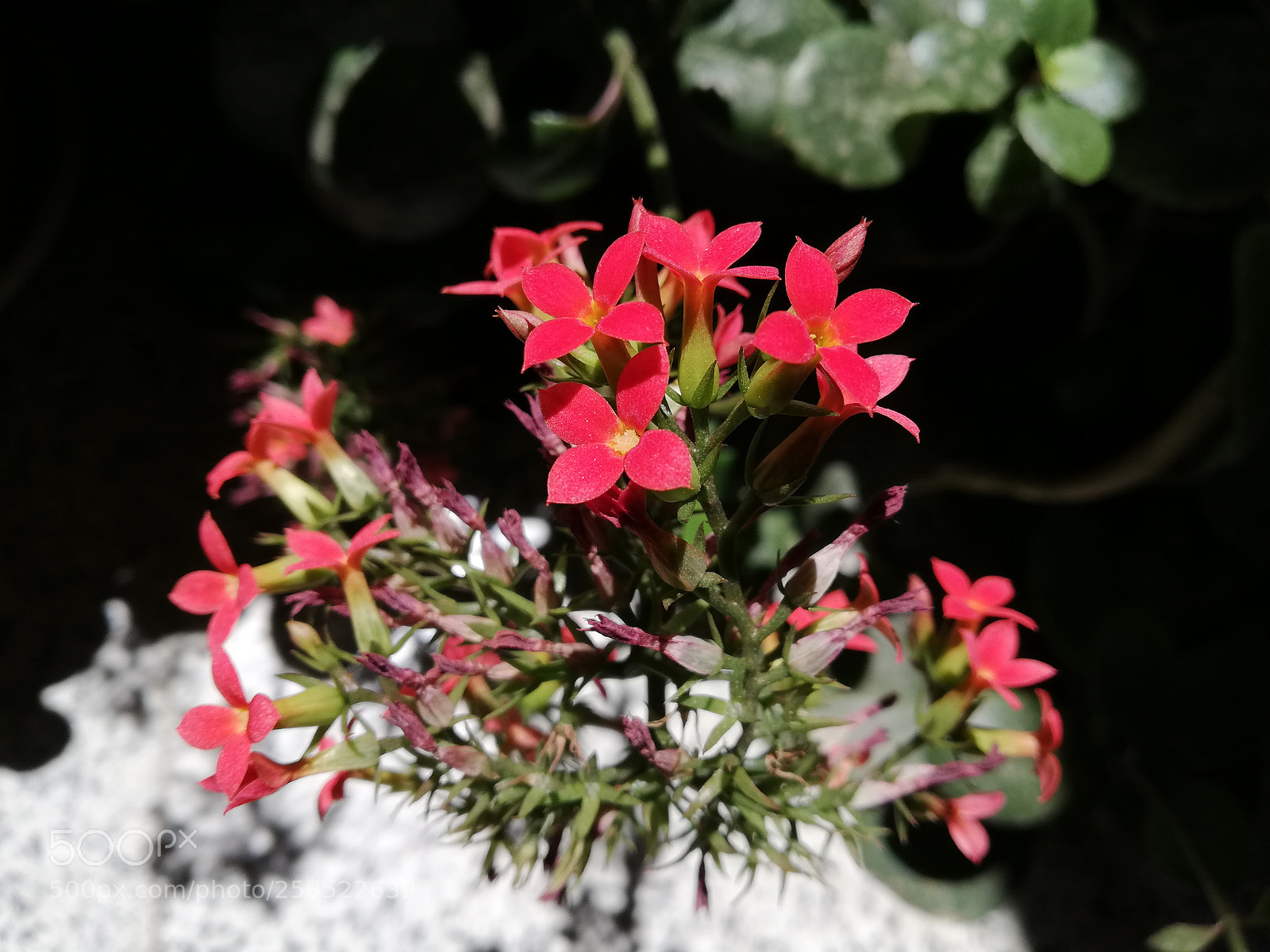 HUAWEI P20 lite sample photo. Red flower photography