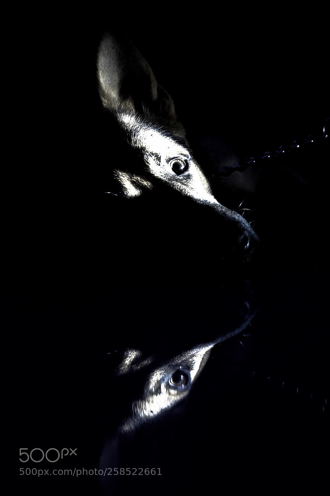 Nikon D3400 sample photo. Hector photography