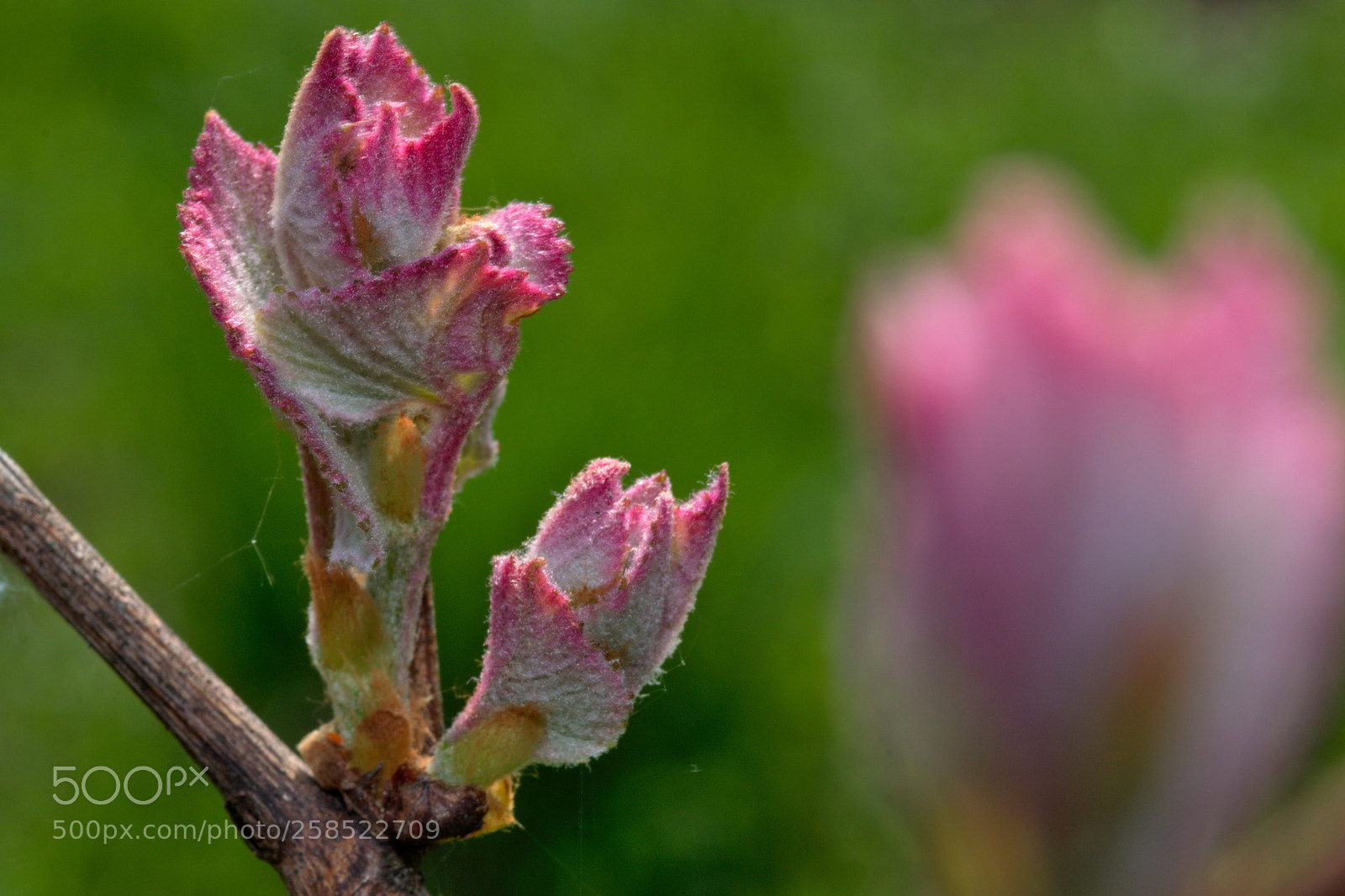 Nikon D3300 sample photo. Young wine leaves photography