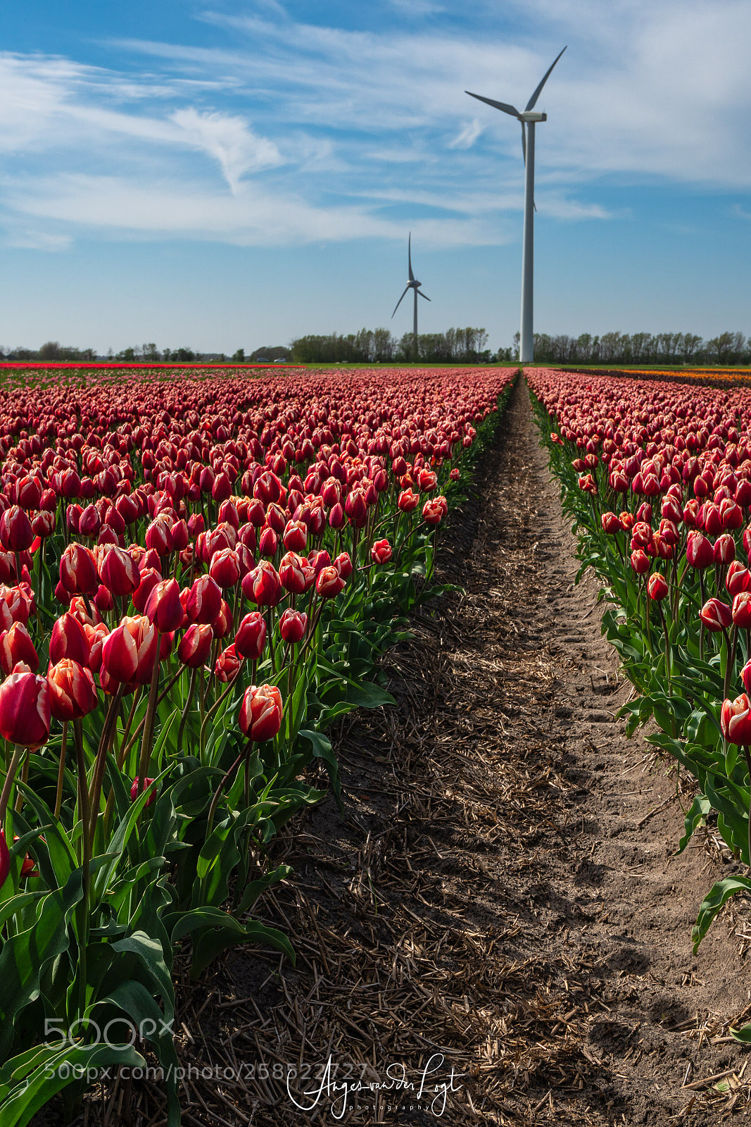 Sony a6300 sample photo. Windmills in the tulip photography