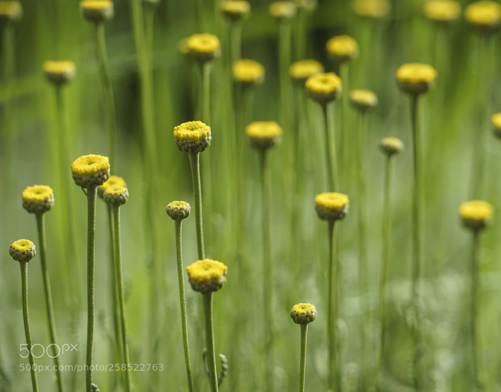 Sony a7 II sample photo. Spring flowers photography