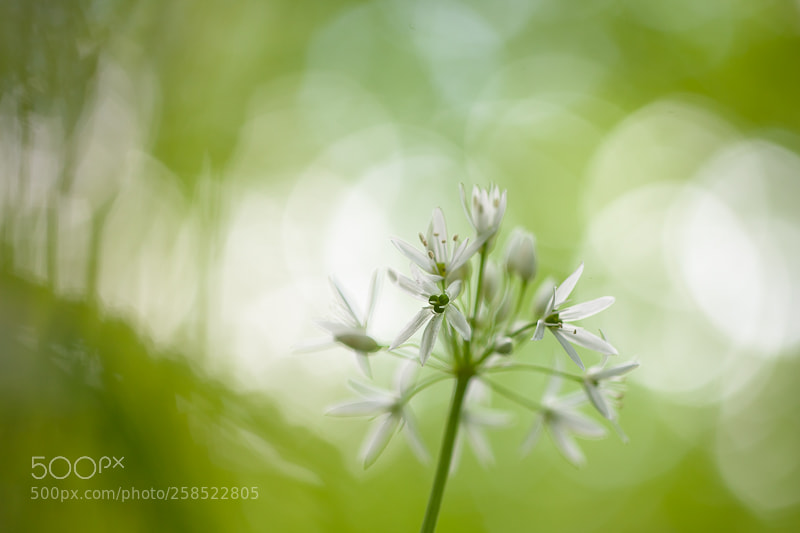 Canon EOS 5D Mark II sample photo. Wild garlic in spring photography