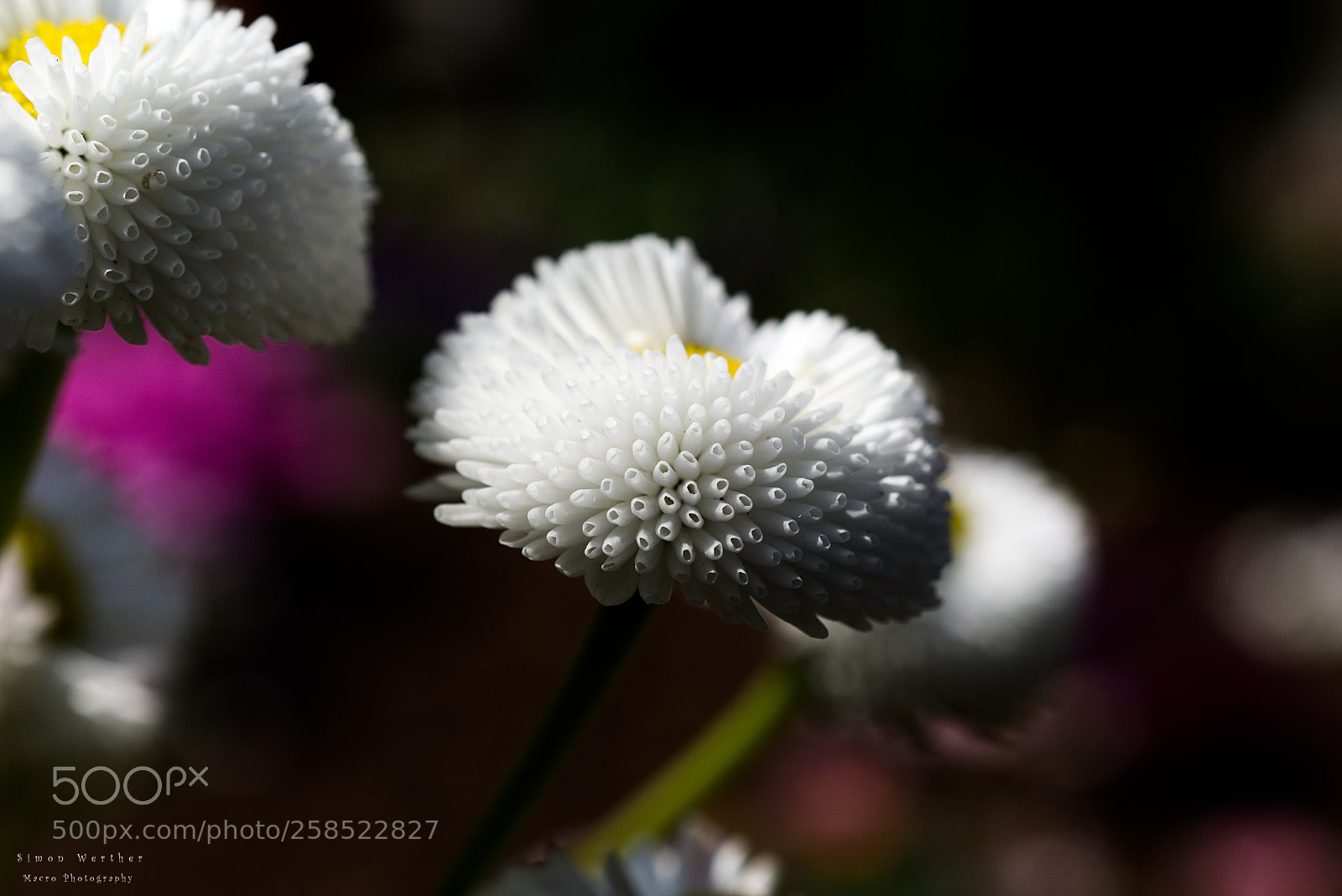 Nikon D5600 sample photo. O.t. photography