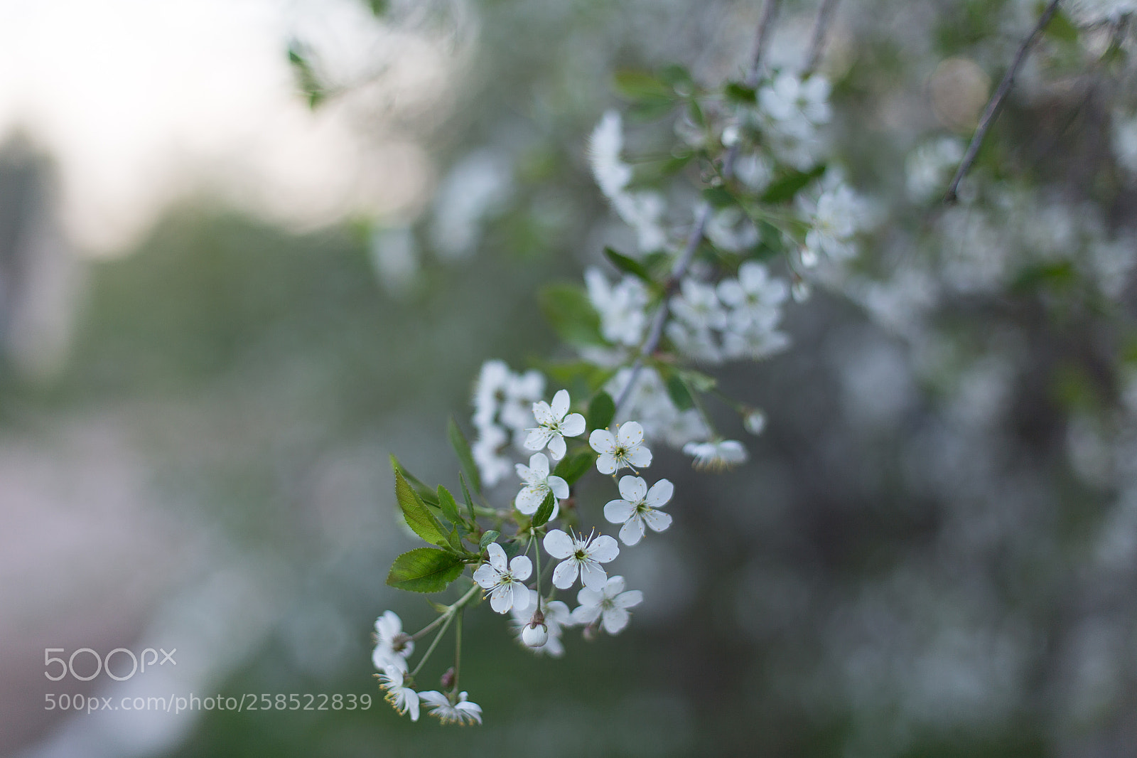 Canon EOS 6D sample photo. Вишня в цвету photography