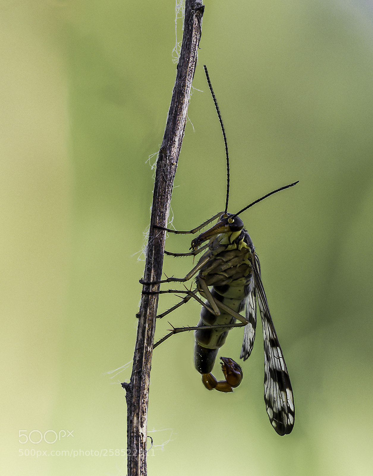 Olympus OM-D E-M1 Mark II sample photo. Panorpa communis photography