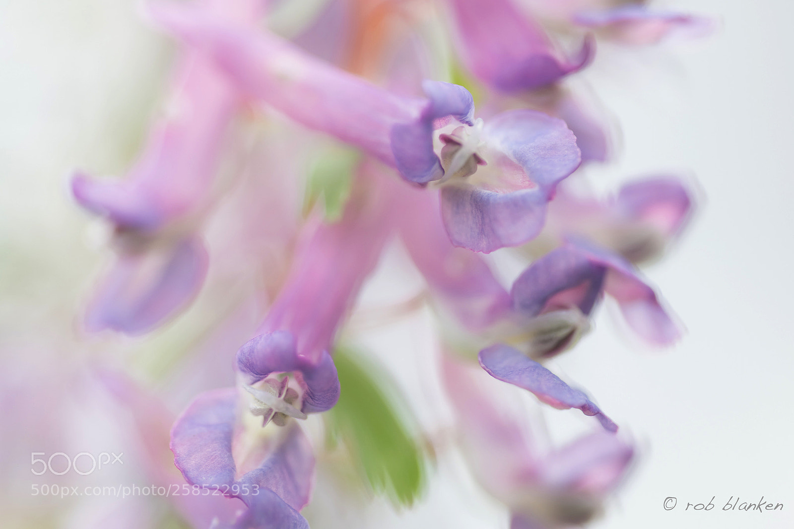 Nikon D850 sample photo. Spring photography