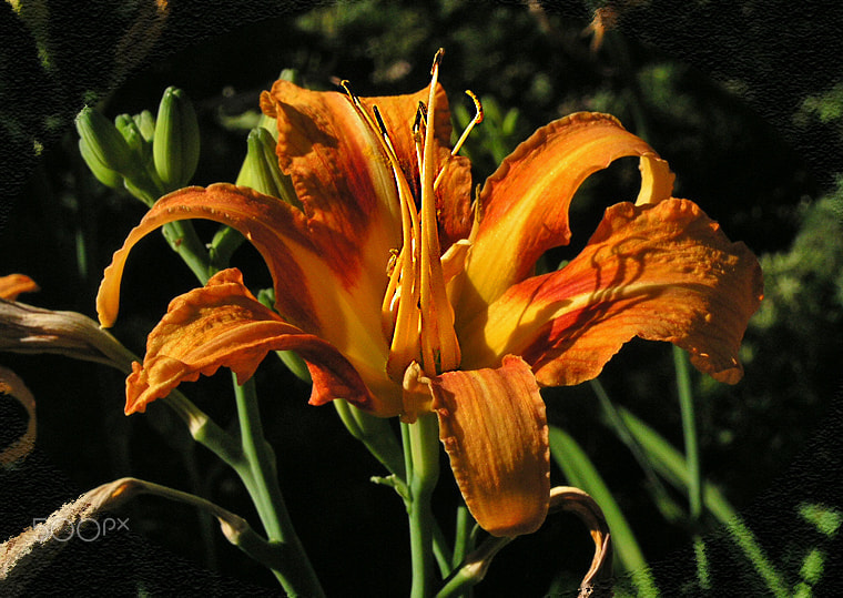 Olympus C5050Z sample photo. Beaute photography