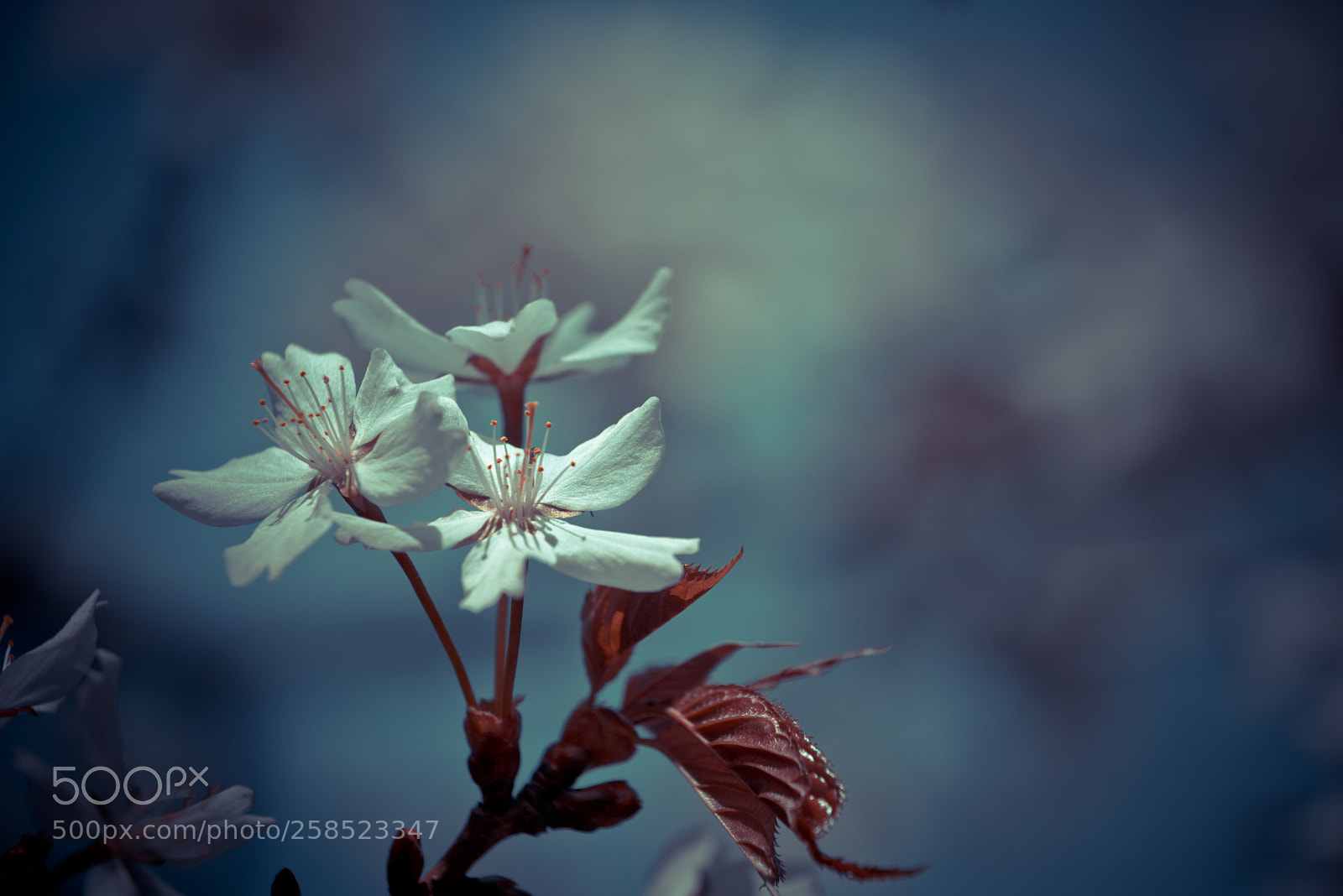 Nikon D750 sample photo. More blossom photography