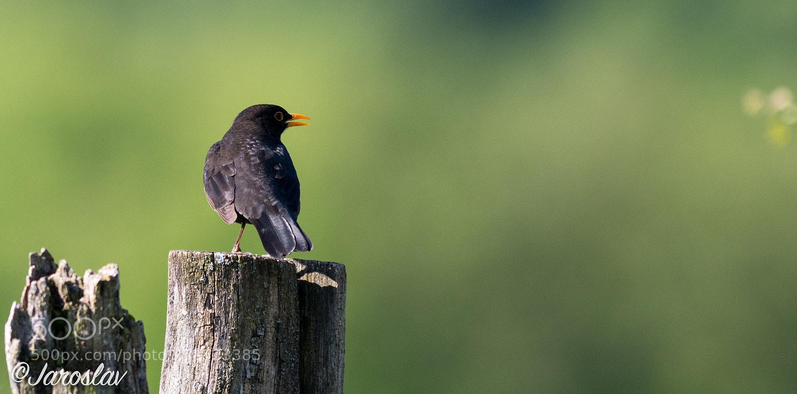 Nikon D500 sample photo. Black bird... photography
