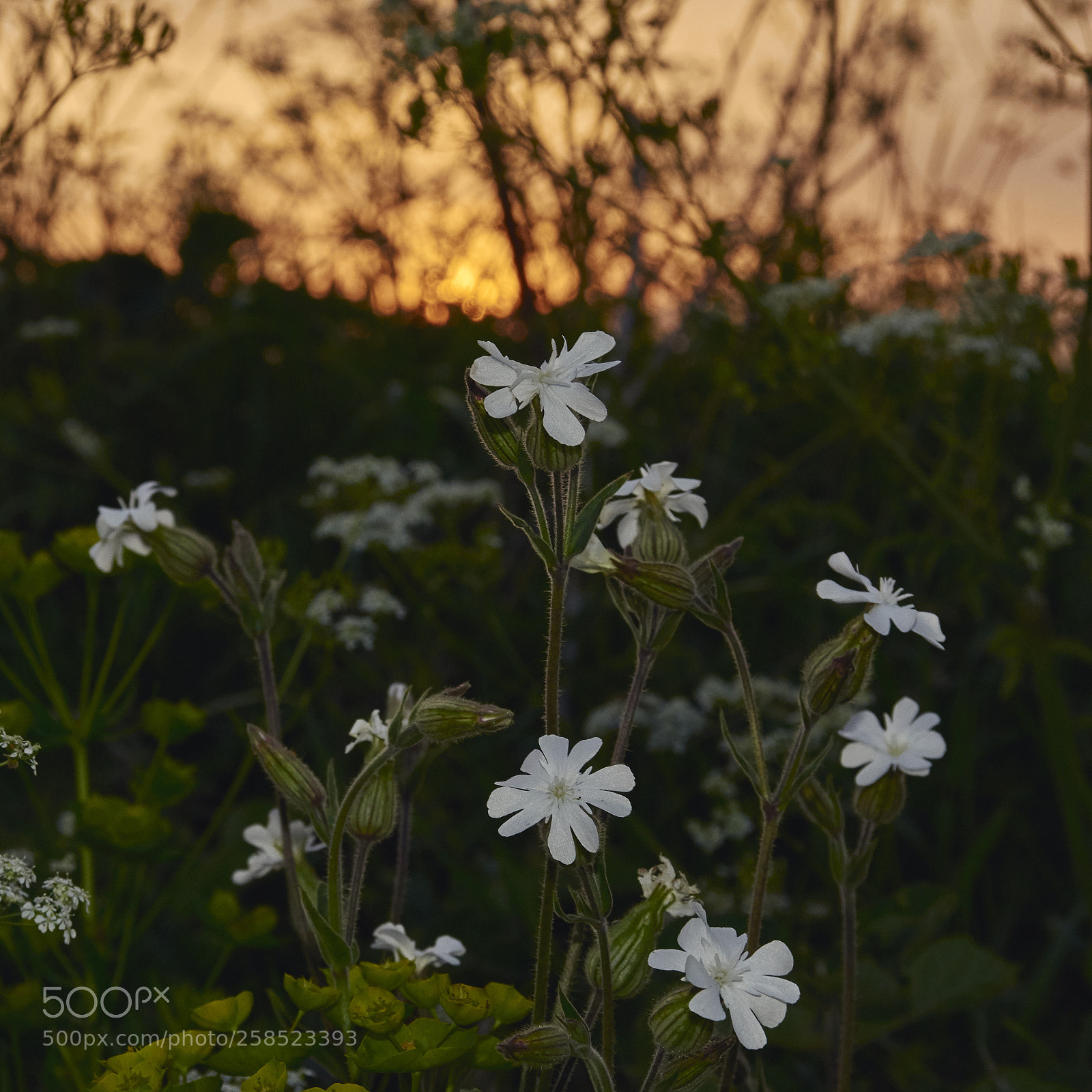 Nikon D7200 sample photo. Wildflower sunset photography