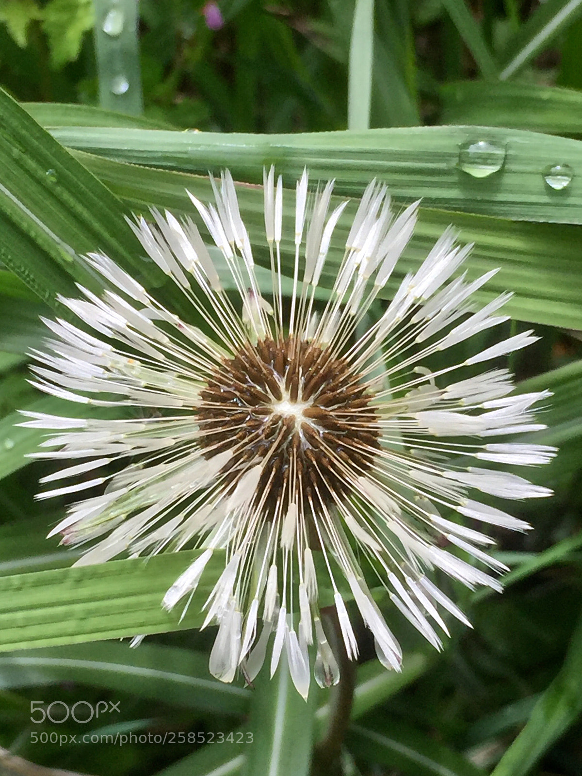 Apple iPhone 6 Plus sample photo. Dandelion disabled by droplets photography
