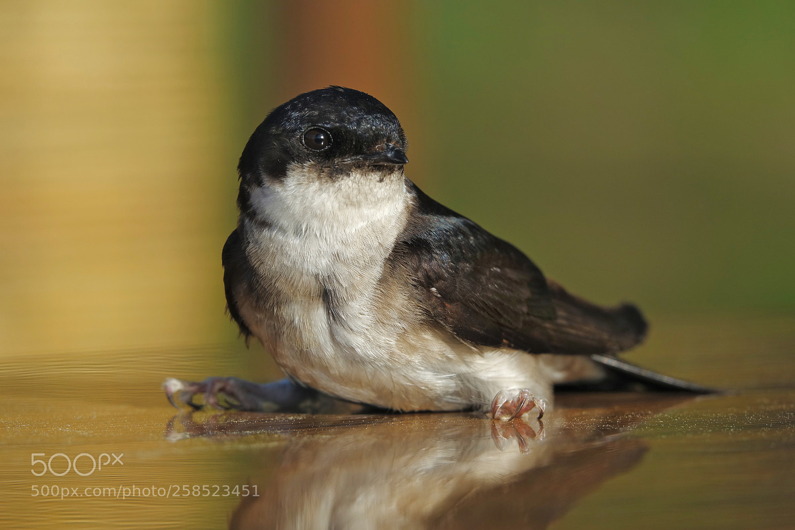 Sony Cyber-shot DSC-RX10 III sample photo. Little swallow. photography