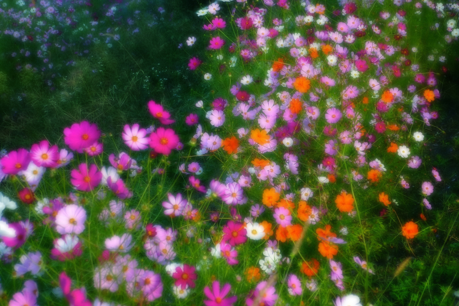 Panasonic DMC-SZ5 sample photo. Cosmos photography