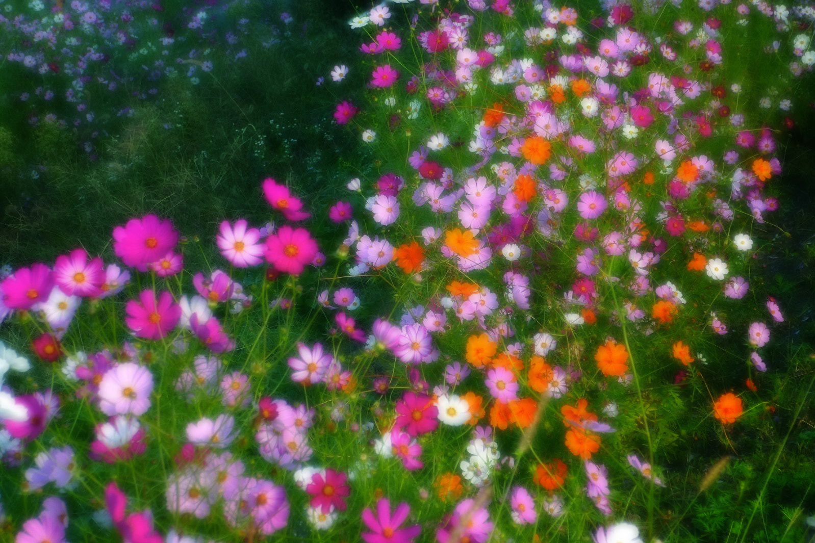 Panasonic DMC-SZ5 sample photo. Cosmos photography