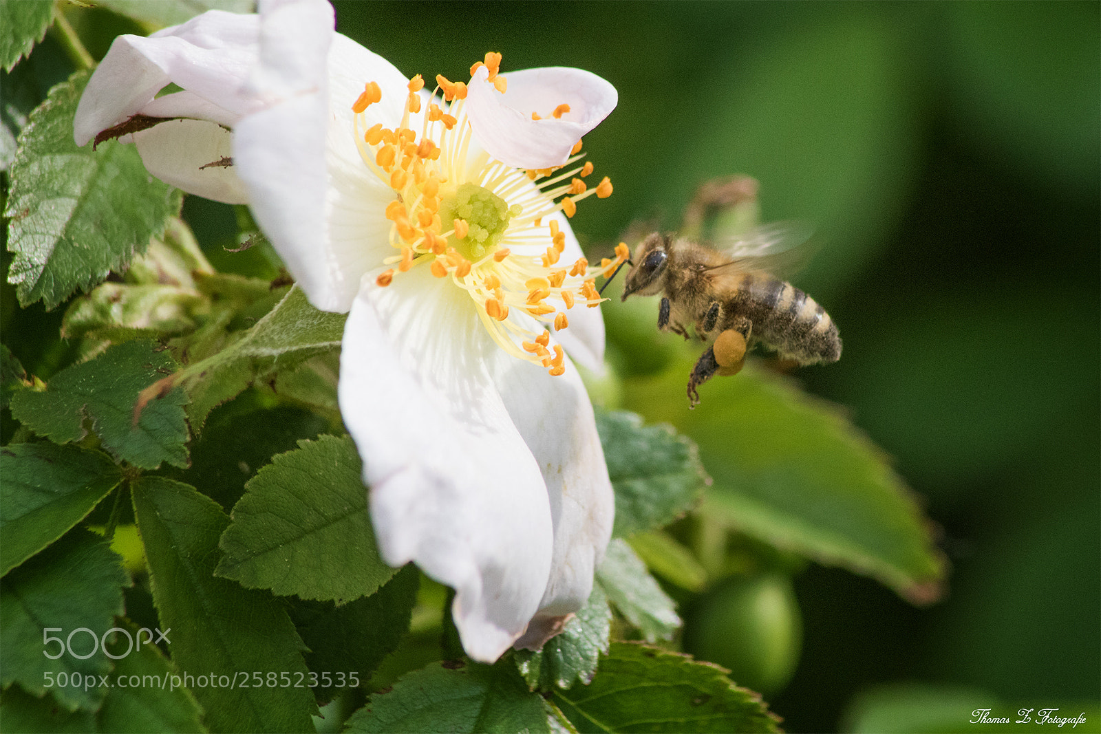 Canon EOS 750D (EOS Rebel T6i / EOS Kiss X8i) sample photo. Honey bee photography