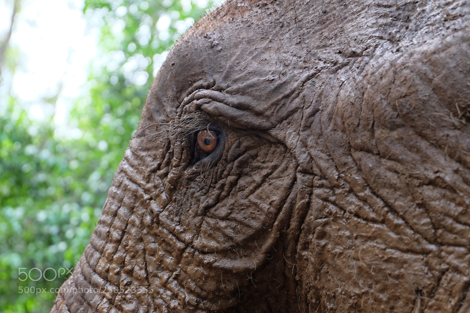 Fujifilm X-M1 sample photo. Meeting with a wild photography