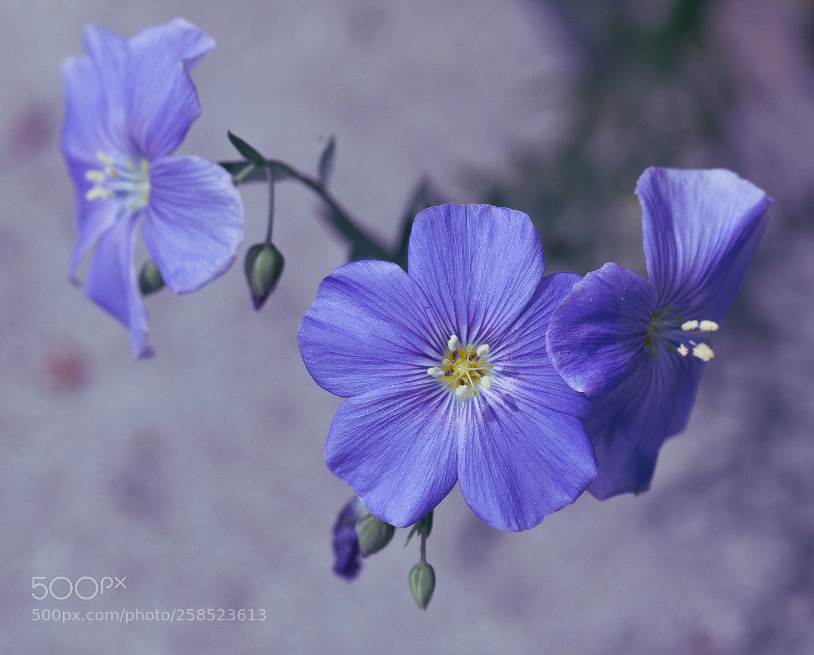 Canon EOS 6D sample photo. Lin de narbonne photography