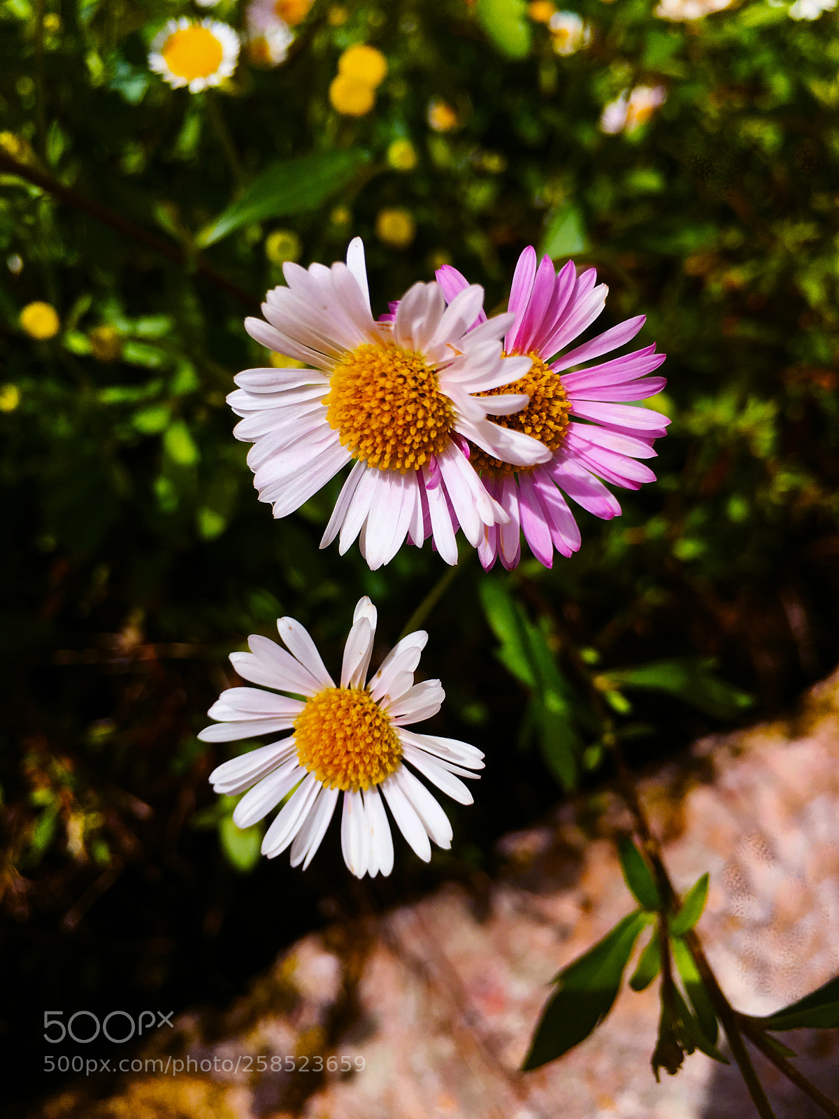 Apple iPhone 6s Plus sample photo. Flores photography