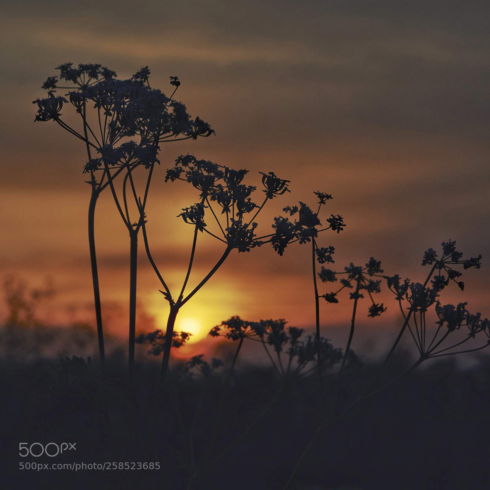 Nikon D7200 sample photo. Nature at sunset photography