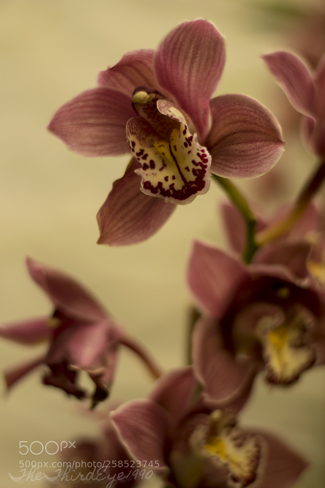 Nikon D5300 sample photo. Copy photography