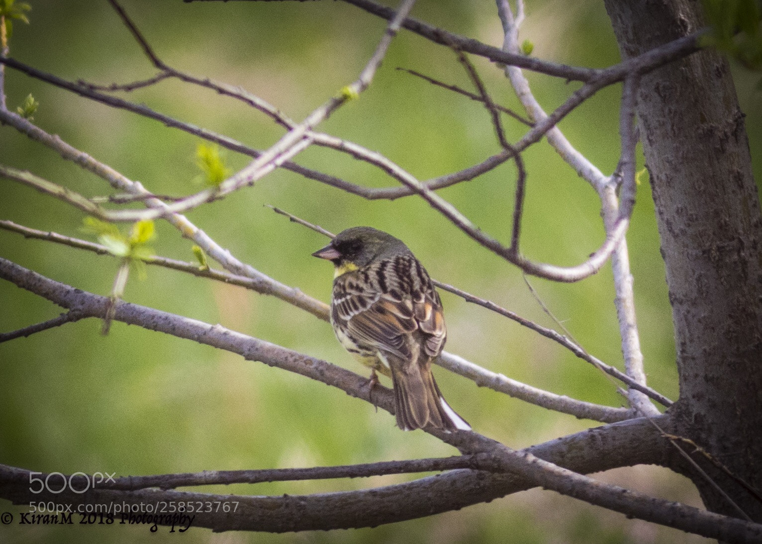 Canon EOS 7D Mark II sample photo. Peacefully perched photography