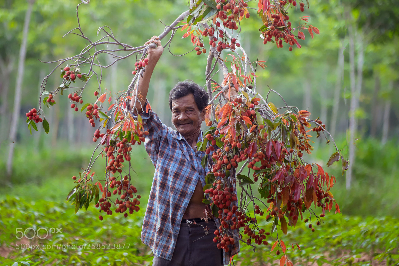 Canon EOS 6D Mark II sample photo. Fruit picker photography