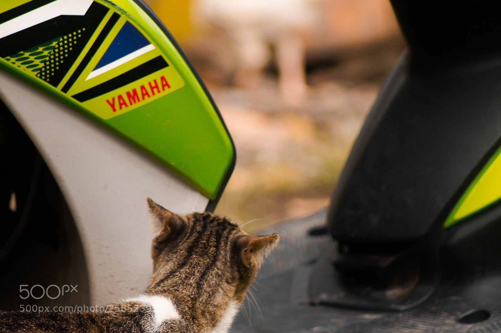 Sony SLT-A58 sample photo. The cat with yamaha photography