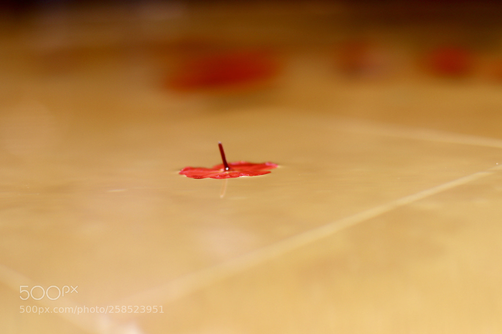 Canon EOS 80D sample photo. Red beauty  photography