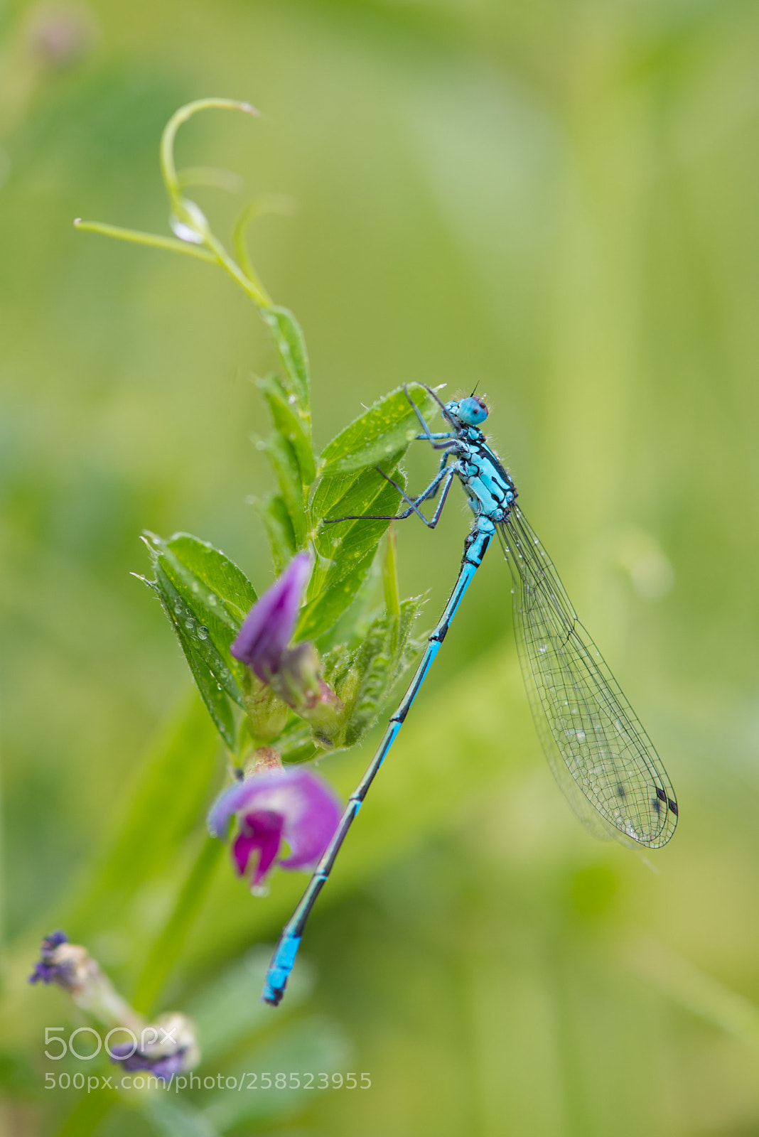 Nikon D800 sample photo. Un printemps en couleurs photography