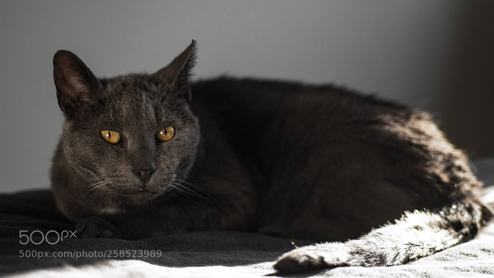 Sony a7R II sample photo. Old cat named charlie photography