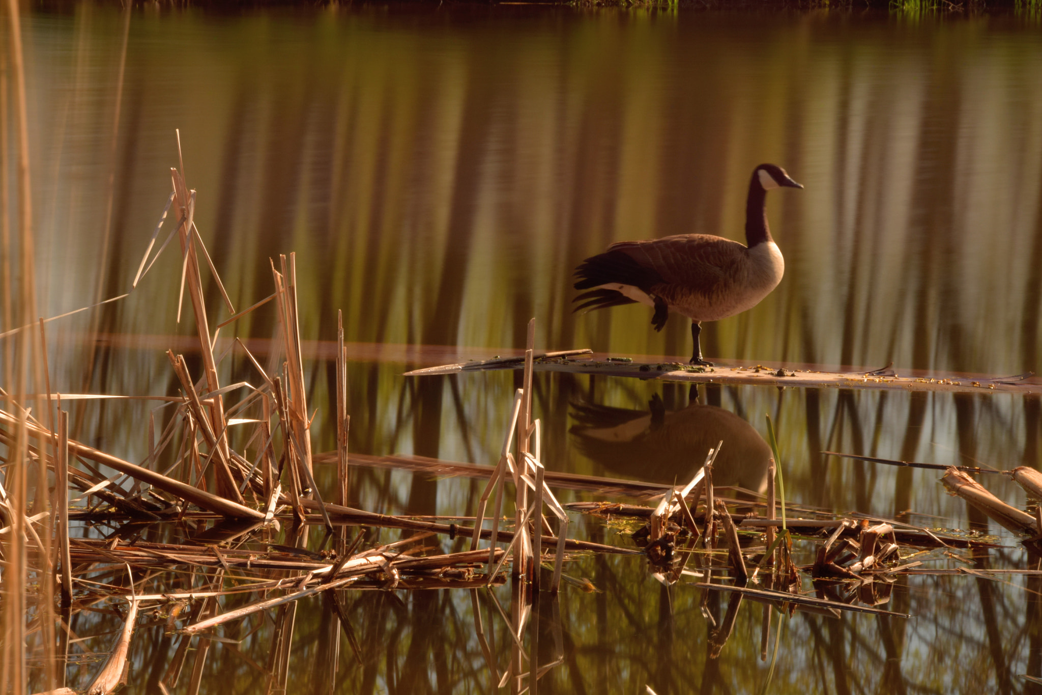 Nikon D3300 sample photo. Sitting duck photography