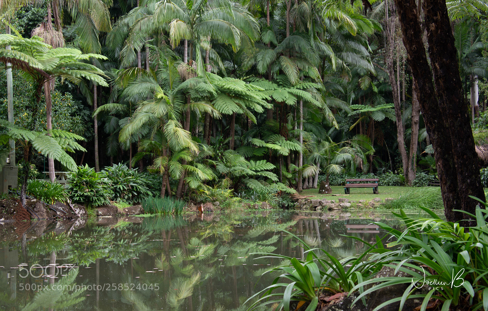 Nikon D5200 sample photo. Tamborine mountain botanic garden photography